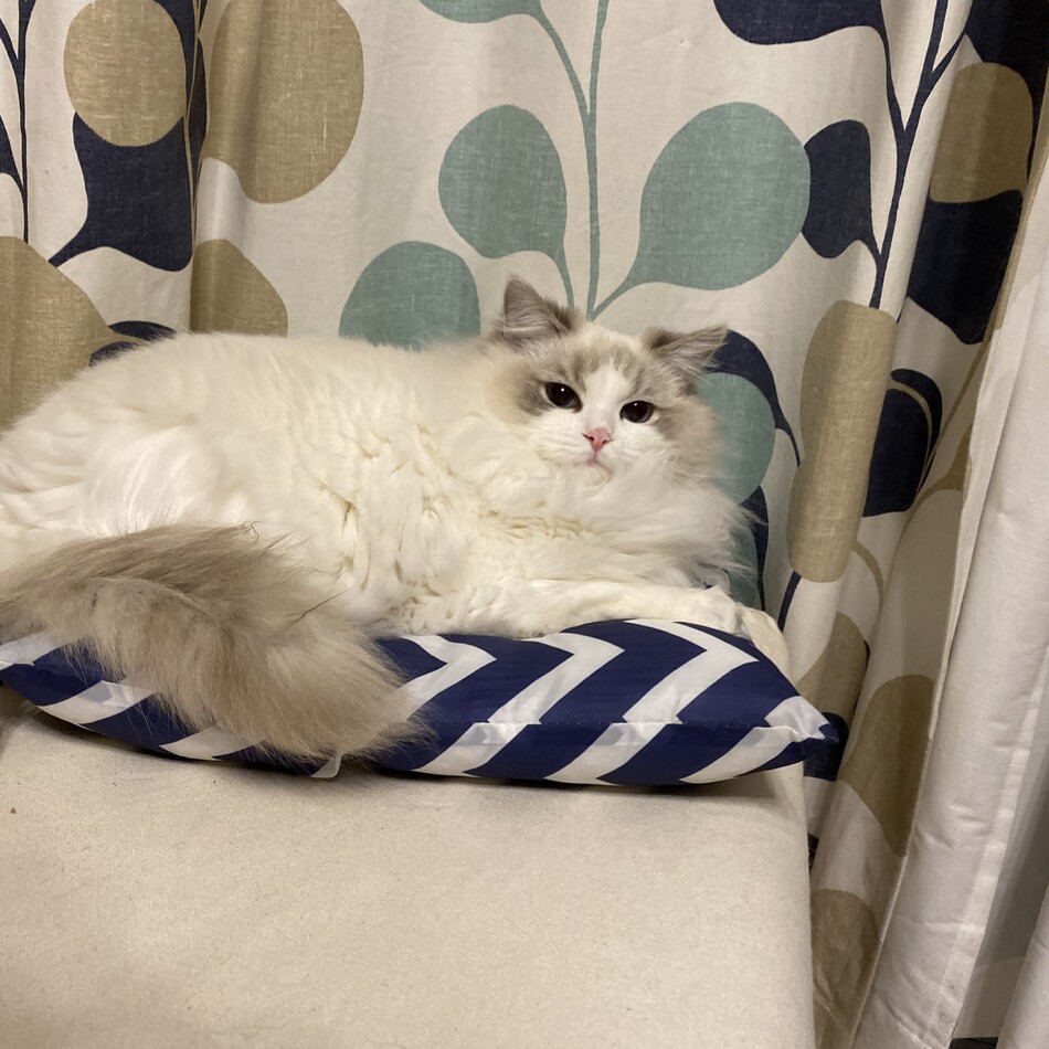 アイノのカバー写真