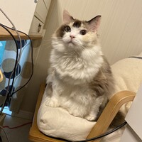 みー