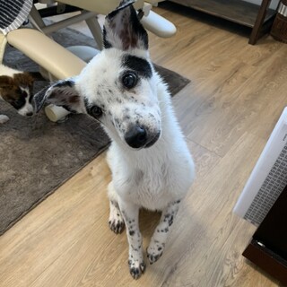 生後6ヶ月の女の子です