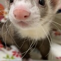 マーシャルフェレット 男の子