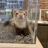 マーシャルフェレット 男の子 サムネイル3