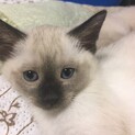 とても元気で可愛いシャム柄の女の子