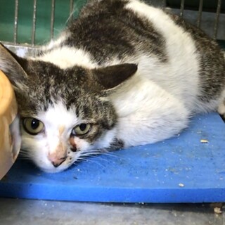 穏やかに暮らして欲しい白キジ／動画あり