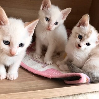 青い瞳の白い妖精3兄妹お膝でゴロゴロ