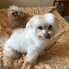マルチーズ父さんのまるは15歳。