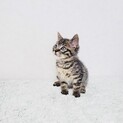 可愛い盛りのキジトラ君【2ヶ月弱】