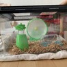 ゴールデンハムスター四月生まれ サムネイル6