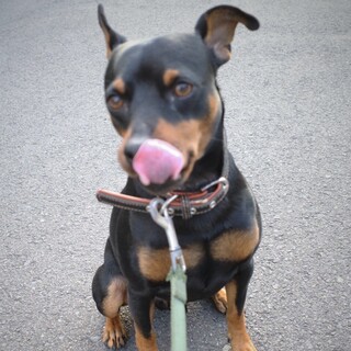 やんちゃ坊主ミニピン2才18.5.3生まれ