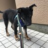 お山の子犬　ありがとうございました！ サムネイル5