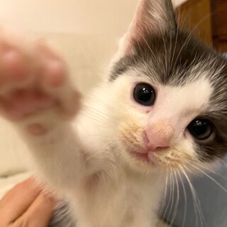 馴れなれ人大好き可愛いハチワレ男子⭐️カーネ