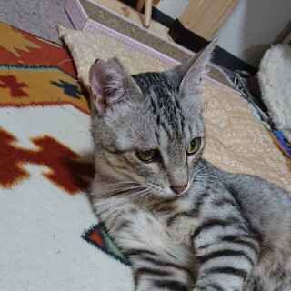 グレーきじの日和(ひより)くん。甘えん坊。