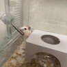 まちあや