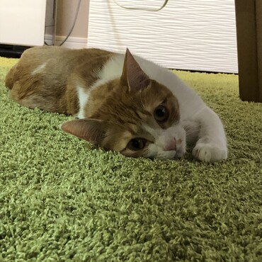 の写真