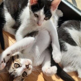 羽咋市の猫の里親募集情報まとめ ペットのおうち 月間利用者150万人