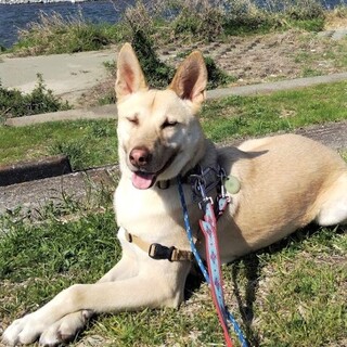 猫とも犬とも仲良し。困り顔だけど素直で無垢な子。