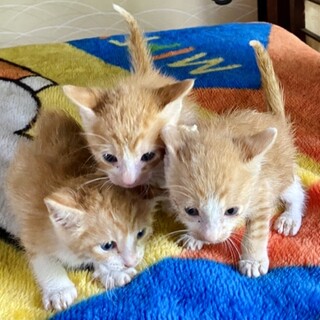 捨てられた子猫の兄弟を助けて下さい！