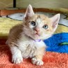 捨てられた子猫の兄弟を助けて下さい！ サムネイル5