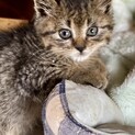 母猫は死亡、一人ぼっちになった子猫を助けて下さい！