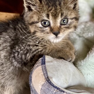 母猫は死亡、一人ぼっちになった子猫を助けて下さい！