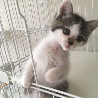 愛護センターレスキュー☆なのちゃん♀1ヶ月離乳中