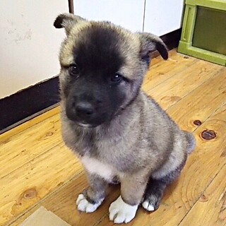 保健所救出犬！里親様緊急募集！！