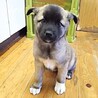 保健所救出犬！里親様緊急募集！！ サムネイル5