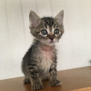 愛護センターレスキュー☆こまちちゃん♀1ヶ月離乳中