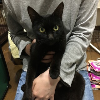 優しい黒猫さん。家族募集！