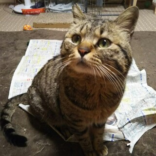 キジトラ穏やかな男の子佐助くん