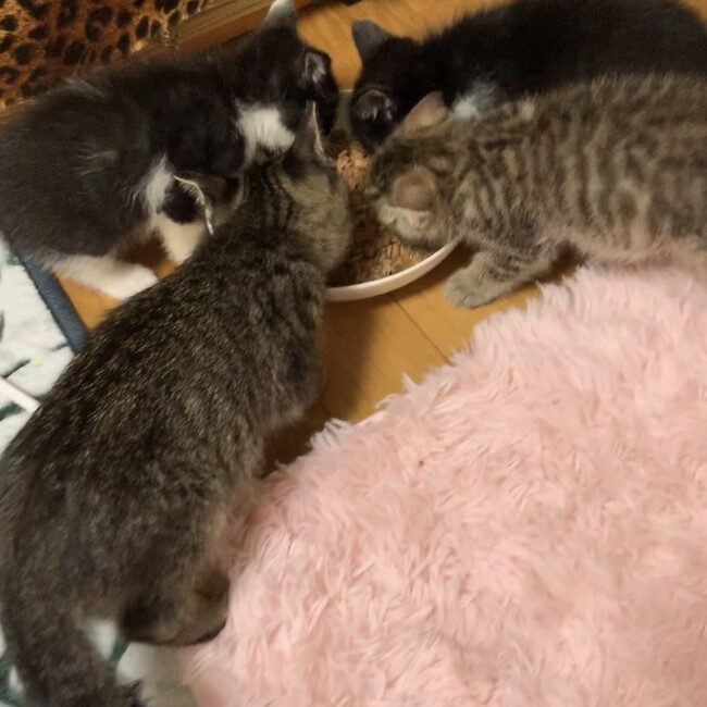 anunnのカバー写真