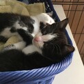 ハチワレ坊やの里親決定！