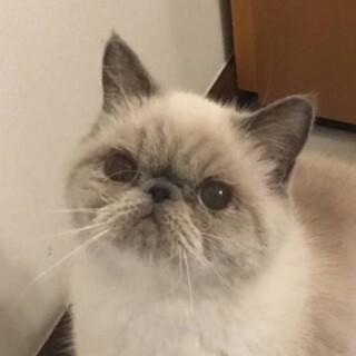 温和なあんちゃん ♀あん 1歳