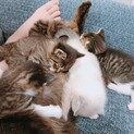 猫ちゃんの里親募集