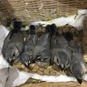 桜文鳥の雛ちゃんです