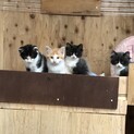 4兄弟の子猫
