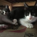 交渉中です。空き家でうまれた仔猫のハチワレくん