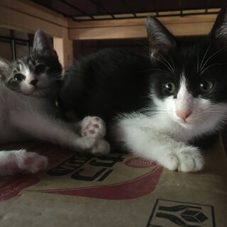 交渉中です。空き家でうまれた仔猫のハチワレくん