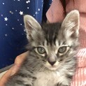 生後2ヶ月 子猫 里親募集