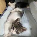 交渉中です。空き家でうまれた仔猫白にキジぶちちゃん