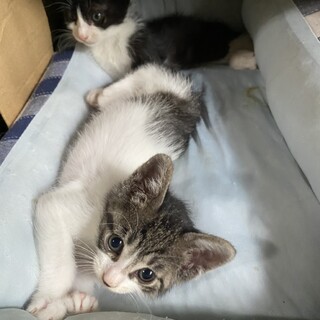 交渉中です。空き家でうまれた仔猫白にキジぶちちゃん