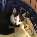 賢くいい子、ハチワレ坊や！家族決定！