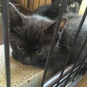 優しい黒猫君の家族できました！