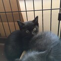 黒猫坊や、家族ができました！
