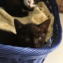 ちびくろちゃん、家族ができました！