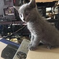 仔猫の里親募集