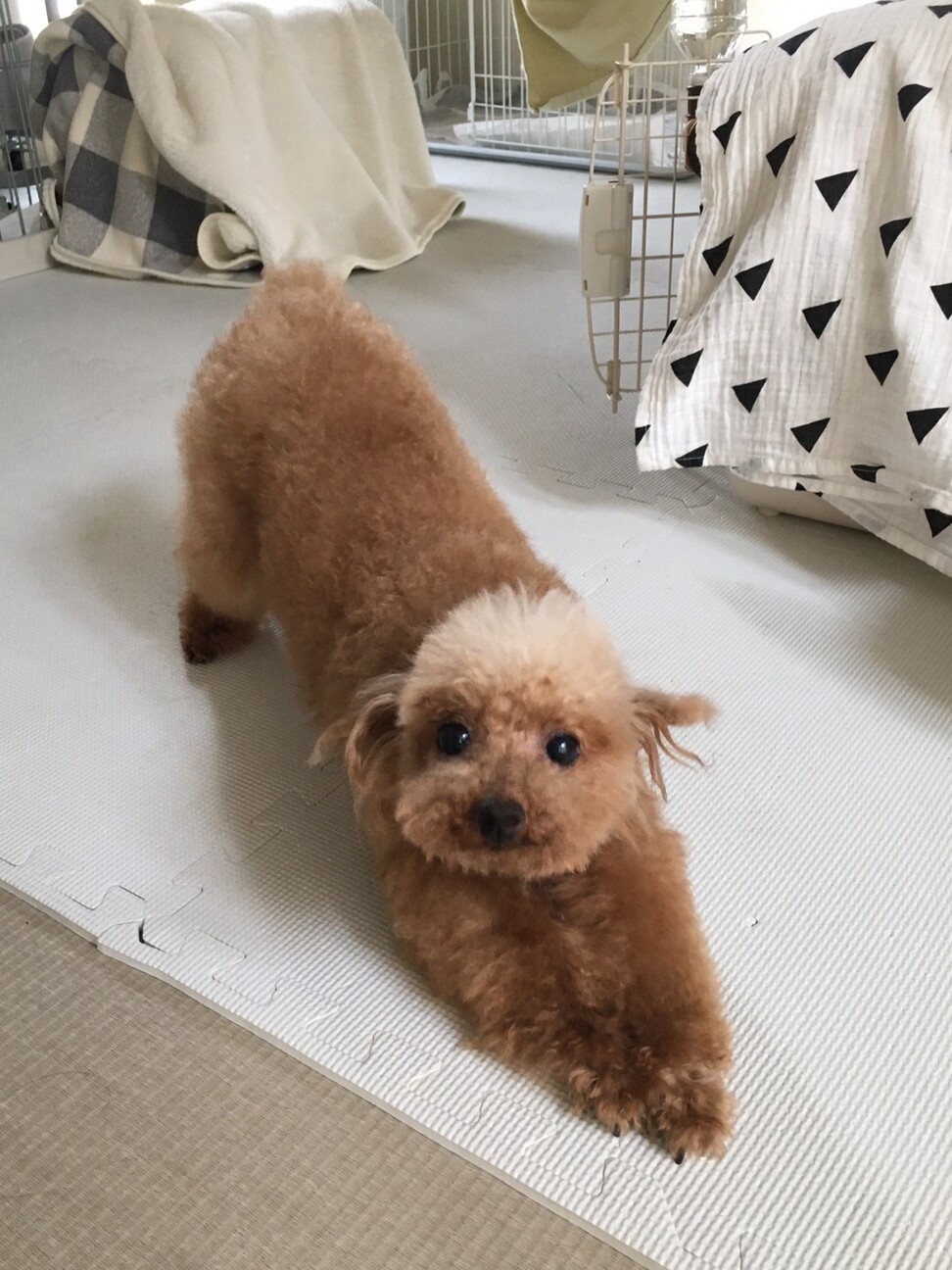 大人しくて人懐っこいトイ 兵庫県 犬の里親募集 ペットのおうち 月間利用者150万人