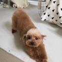大人しくて人懐っこいトイプードルもかちゃん