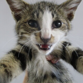 譲渡されました。