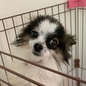 パピチー里親募集します。