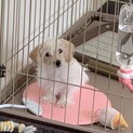 マルクスの里親募集します。